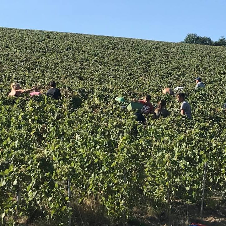 Champagne CRICCO, Villiers-Saint-Denis Champagne CRICCO, Villiers-Saint-Denis