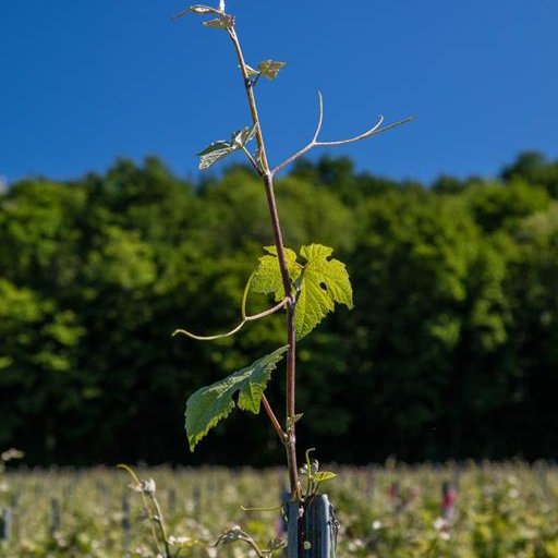 Champagne Charpentier - Charly sur Marne Champagne Charpentier - Charly sur Marne