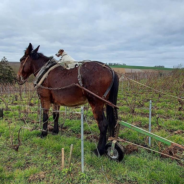 LEGUILLETTE ROMELOT Champagne-Oenotourisme - CHARLY SUR MARNE LEGUILLETTE ROMELOT Champagne-Oenotourisme - CHARLY SUR MARNE