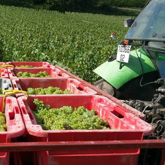 LEGUILLETTE ROMELOT Champagne-Oenotourisme - CHARLY SUR MARNE LEGUILLETTE ROMELOT Champagne-Oenotourisme - CHARLY SUR MARNE