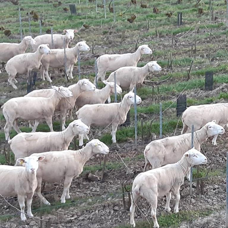 LEGUILLETTE ROMELOT Champagne-Oenotourisme - CHARLY SUR MARNE LEGUILLETTE ROMELOT Champagne-Oenotourisme - CHARLY SUR MARNE