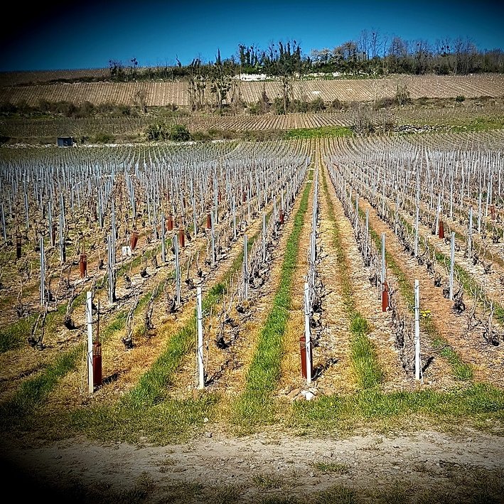 Champagne Denis Métivier - Lucy le Bocage Champagne Denis Métivier - Lucy le Bocage