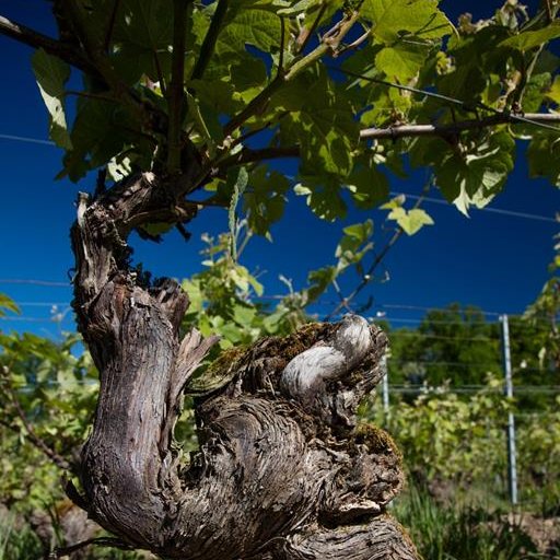 Champagne Charpentier - Charly sur Marne Champagne Charpentier - Charly sur Marne